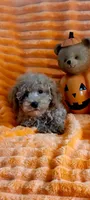 Nacho , a male Poodle - Miniature  for sale in Kokomo, IN – 3 of 4
