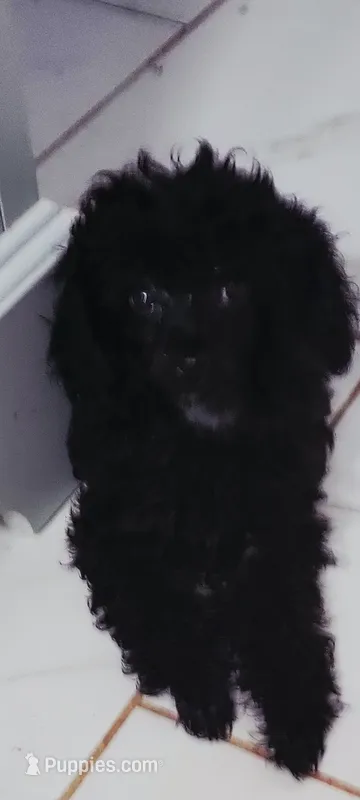 Stardust – Poodle - Toy  puppy for sale in Kokomo, IN