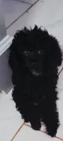 Stardust, a female Poodle - Toy  for sale in Kokomo, IN – 1 of 3