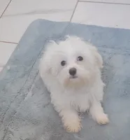 Casper, a male Maltese for sale in Kokomo, IN – 2 of 5