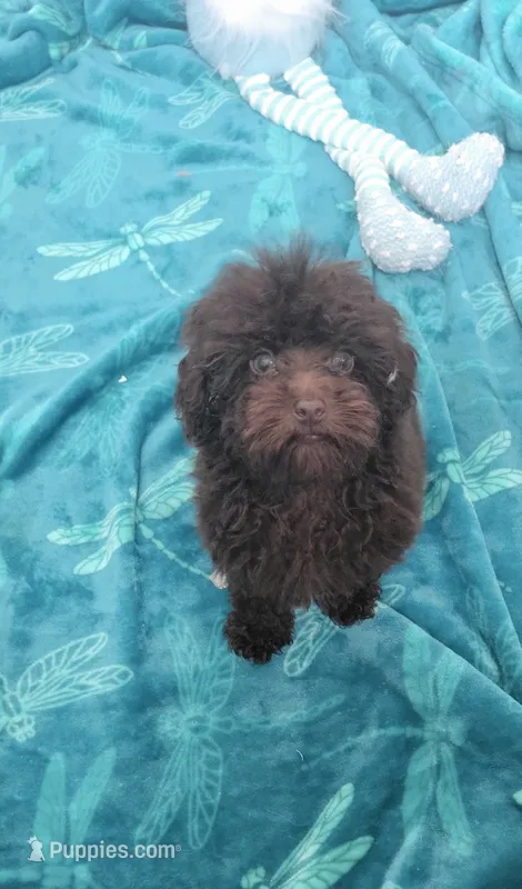 Charlie Brown – Poodle - Toy  puppy for sale in Kokomo, IN