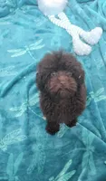 Charlie Brown, a male Poodle - Toy  for sale in Kokomo, IN – 1 of 4