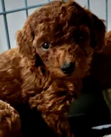 Ambetella, a female Poodle - Toy  for sale in Kokomo, IN – Photo 1 of 2