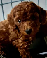 Ambetella, a female Poodle - Toy  for sale in Kokomo, IN – Photo 2 of 2