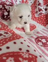 Sugar, a female Maltese for sale in Kokomo, IN – 8 of 8