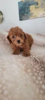 Rosie , a female Poodle - Toy  for sale in Kokomo, IN – 2 of 5