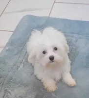 Casper, a male Maltese for sale in Kokomo, IN – 1 of 5