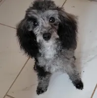 Freckles, a female Poodle - Toy  for sale in Kokomo, IN – 4 of 4