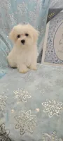 Yeki, a male Maltese for sale in Kokomo, IN – 2 of 3