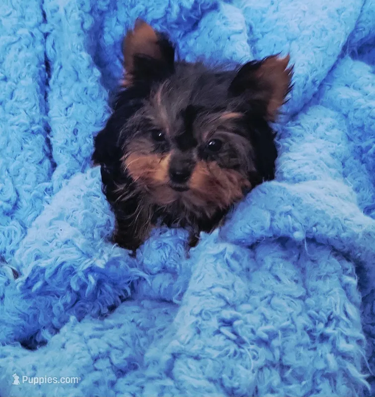 Tika tan – Yorkshire Terrier puppy for sale in Kokomo, IN