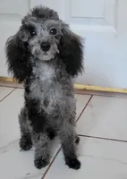 Freckles, a female Poodle - Toy  for sale in Kokomo, IN – 2 of 4