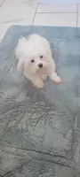 Casper, a male Maltese for sale in Kokomo, IN – 5 of 5