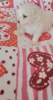 Sugar, a female Maltese for sale in Kokomo, IN – 3 of 8