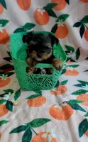 Yahtzee, a male Yorkshire Terrier for sale in Kokomo, IN – 2 of 2