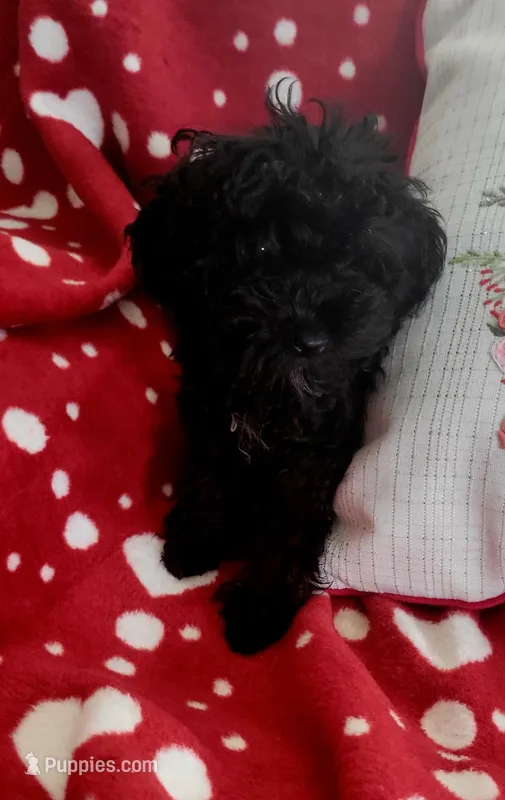 Sugar bear, a female Poodle - Toy  for sale in Kokomo, IN – Photo 1 of 2