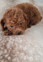 Rosie , a female Poodle - Toy  for sale in Kokomo, IN – 5 of 5