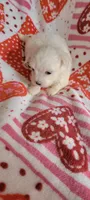 Sugar, a female Maltese for sale in Kokomo, IN – 7 of 8
