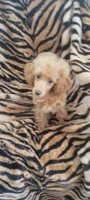 Princess  sheri, a female Poodle - Toy  for sale in Kokomo, IN – 2 of 2