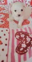 Sugar, a female Maltese for sale in Kokomo, IN – 4 of 8
