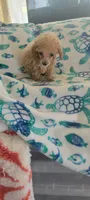 Rico, a male Poodle - Toy  for sale in Kokomo, IN – 3 of 3