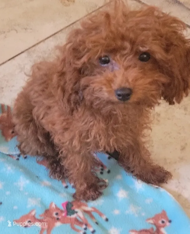 Copper – Poodle - Toy  puppy for sale in Kokomo, IN