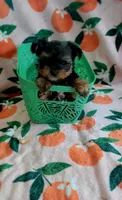 Yahtzee, a male Yorkshire Terrier for sale in Kokomo, IN – 1 of 2