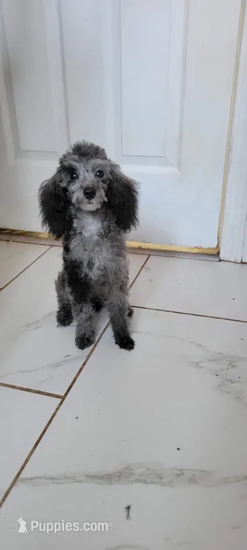 Freckles – Poodle - Toy  puppy for sale in Kokomo, IN