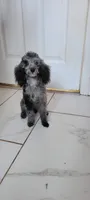 Freckles, a female Poodle - Toy  for sale in Kokomo, IN – 1 of 4