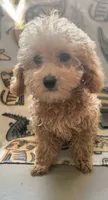 Marco, a male Poodle - Toy  for sale in Kokomo, IN – 2 of 3