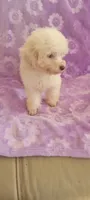 Bobo, a male Poodle - Toy  for sale in Kokomo, IN – 3 of 3