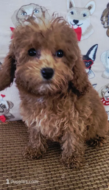 Rosie – Poodle - Toy  puppy for sale in Kokomo, IN