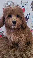 Rosie, a female Poodle - Toy  for sale in Kokomo, IN – Photo 1 of 4