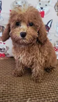 Rosie, a female Poodle - Toy  for sale in Kokomo, IN – Photo 3 of 4