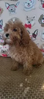 Rosie, a female Poodle - Toy  for sale in Kokomo, IN – Photo 4 of 4