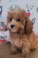 Rosie, a female Poodle - Toy  for sale in Kokomo, IN – Photo 2 of 4