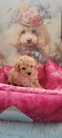 Honey Boo, a female Poodle - Toy  for sale in Kokomo, IN – 2 of 3