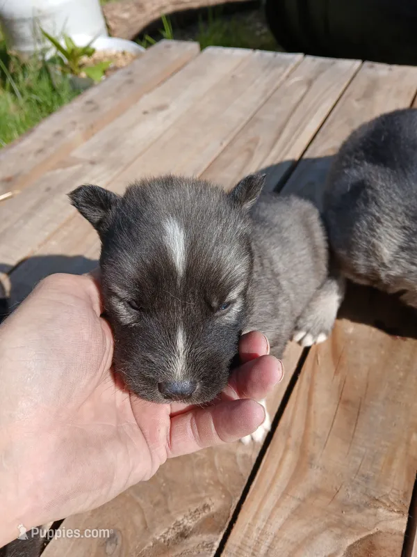 Elsa Agouti pup 005 – Siberian Husky puppy for sale in Long Eddy, NY