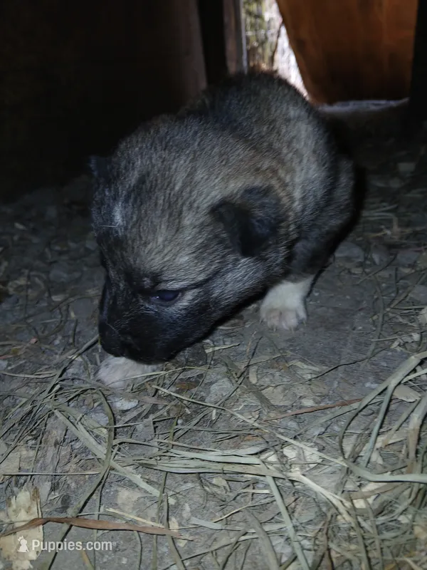 Elsa Agouti pup 004 – Siberian Husky puppy for sale in Long Eddy, NY