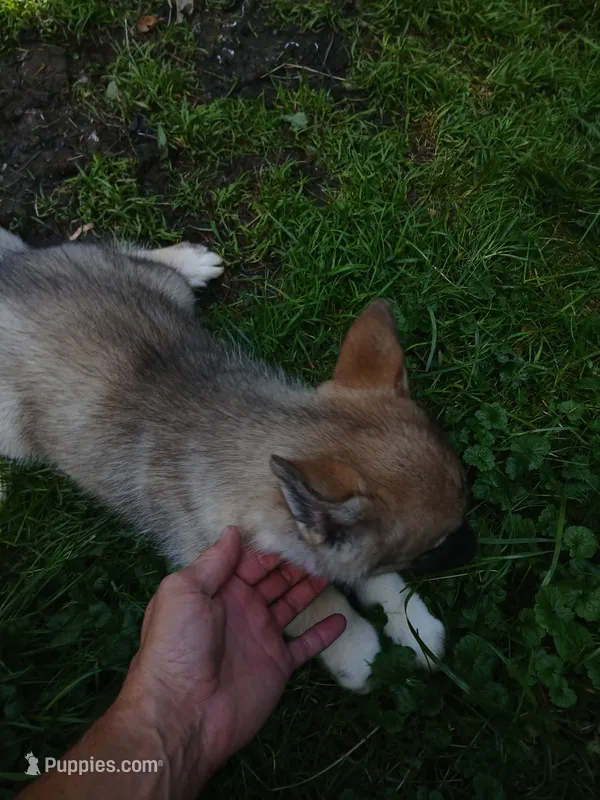 Elsa Agouti pup 004 – Siberian Husky puppy for sale in Long Eddy, NY