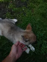 Elsa Agouti pup 004, a female Siberian Husky for sale in Long Eddy, NY – 2 of 6