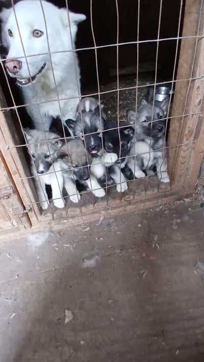 Elsa TriColor pup 003, a male Siberian Husky for sale in Long Eddy, NY – 6 of 6