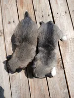 Elsa Agouti pup 006, a female Siberian Husky for sale in Long Eddy, NY – 3 of 5