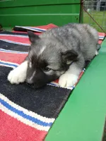 Elsa Agouti pup 005, a male Siberian Husky for sale in Long Eddy, NY – 2 of 5