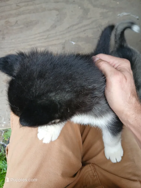 Elsa TriColor pup 003 – Siberian Husky puppy for sale in Long Eddy, NY