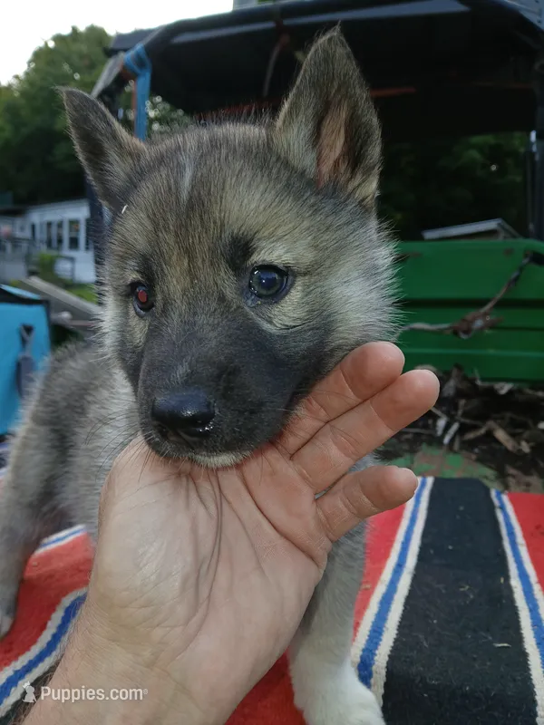 Elsa Agouti pup 004 – Siberian Husky puppy for sale in Long Eddy, NY