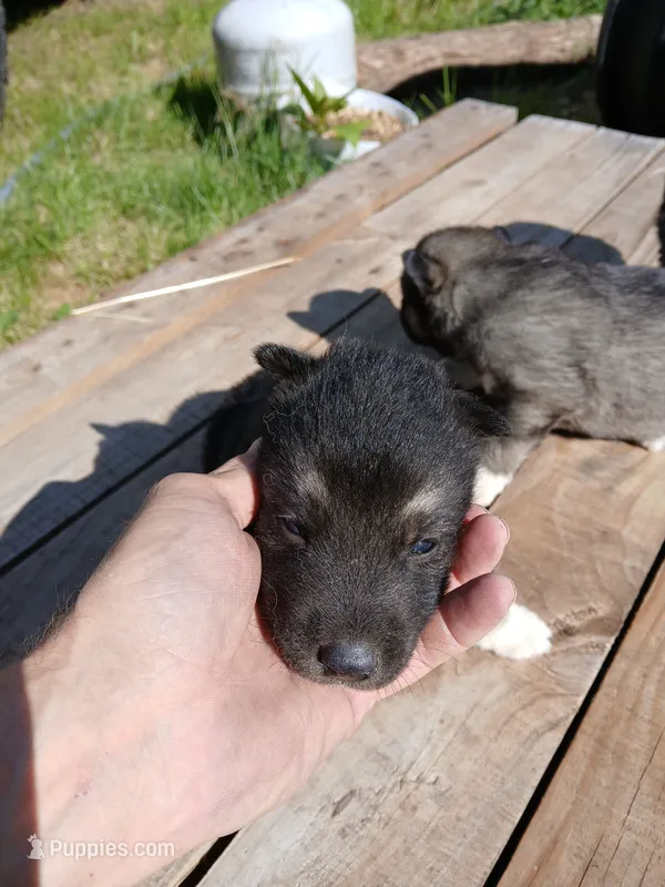 Elsa TriColor pup 003 – Siberian Husky puppy for sale in Long Eddy, NY