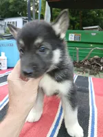 Elsa TriColor pup 003, a male Siberian Husky for sale in Long Eddy, NY – 1 of 6