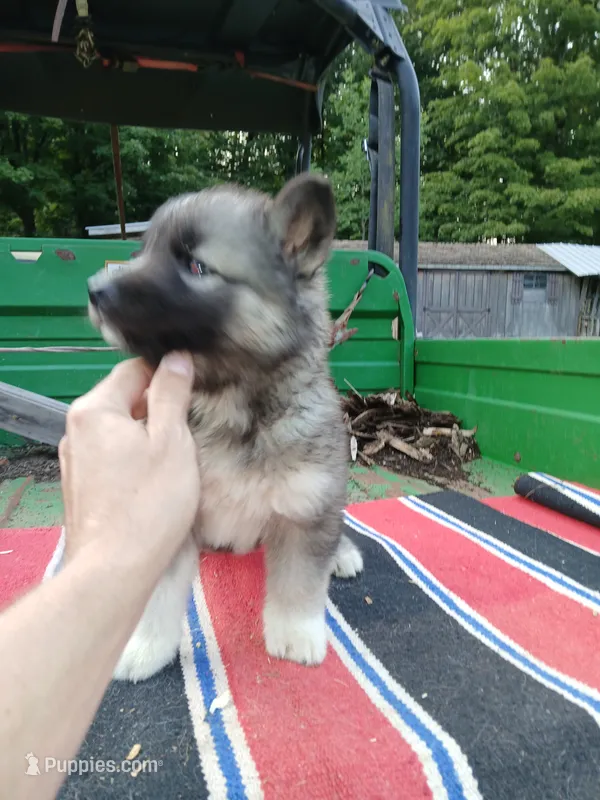 Elsa Agouti pup 005 – Siberian Husky puppy for sale in Long Eddy, NY