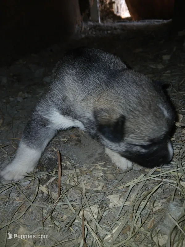 Elsa Agouti pup 005 – Siberian Husky puppy for sale in Long Eddy, NY