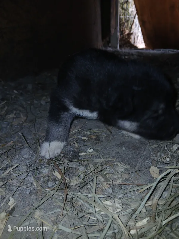 Elsa TriColor pup 003 – Siberian Husky puppy for sale in Long Eddy, NY